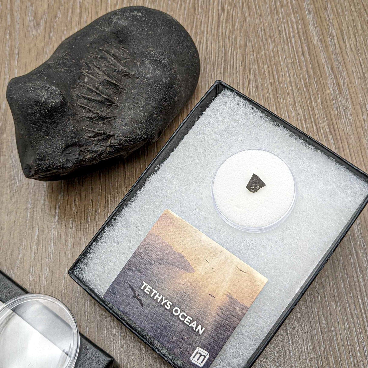 Tethys Ocean Floor - Authentic Triassic Limestone Marine Fossil Specimen