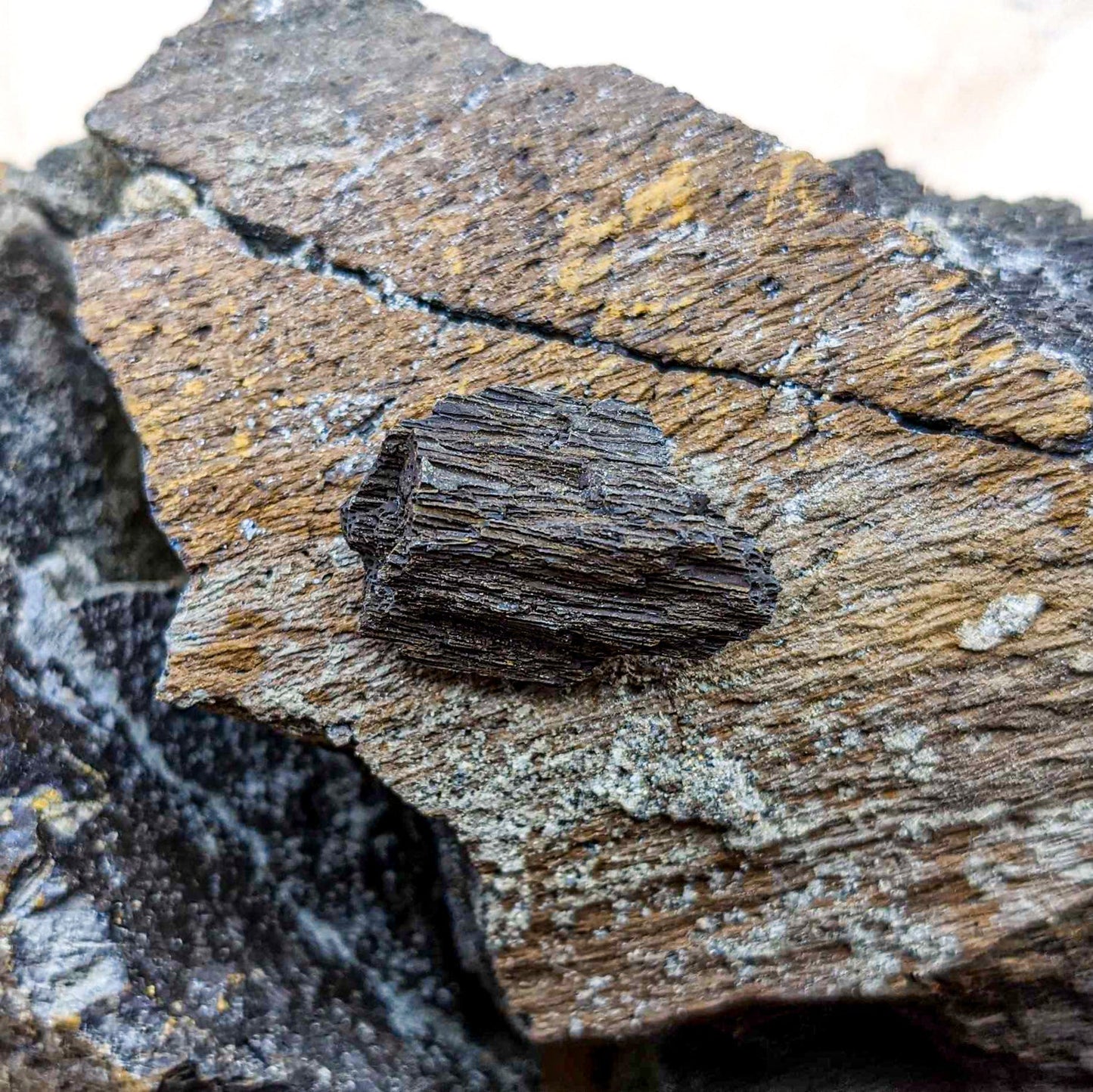 Dinosaur Food Cycad Fossil - Authentic Lance Formation Plant Fossil Specimen