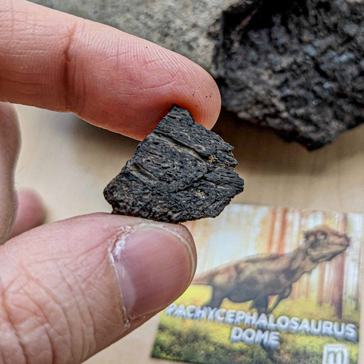 Pachycephalosaurus Dome Fragment - Authentic Hell Creek Fossil Specimen - Medium
