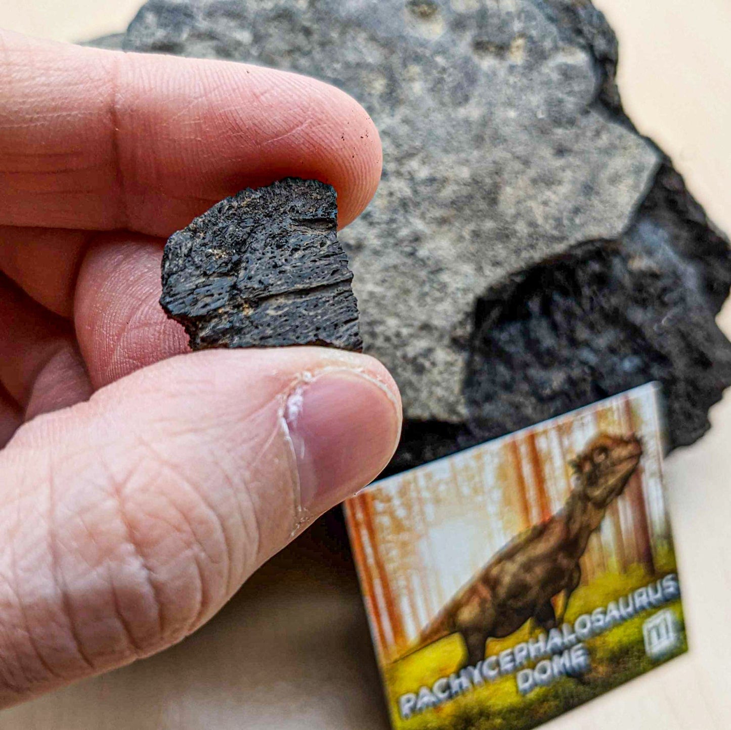 Pachycephalosaurus Dome Fragment - Authentic Hell Creek Fossil Specimen - Medium