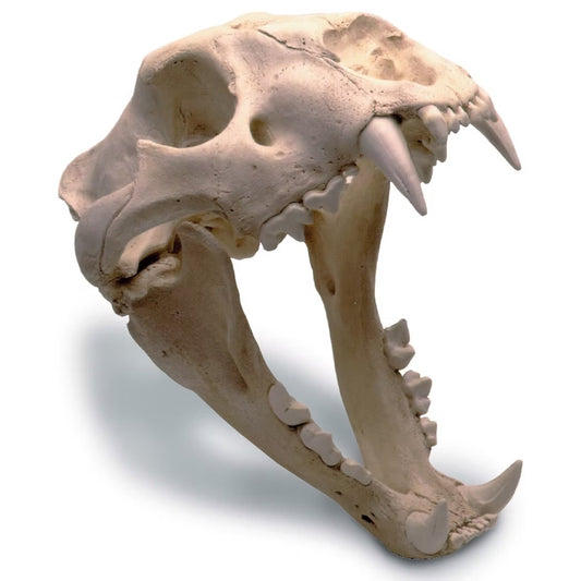 African lion skull replica SK205 in compound stone with antique finish and oak display stand, made in USA