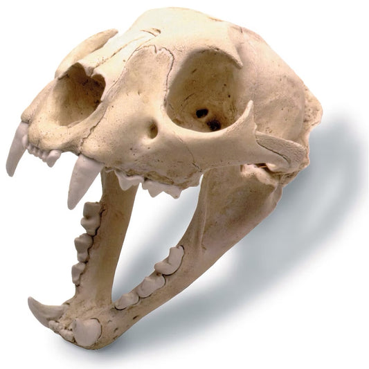 Mountain Lion Cranial Cast with Display Stand - Museum-Quality Reproduction