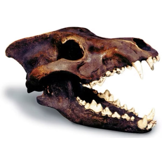 Dire Wolf Fossil Skull Replica, made in USA