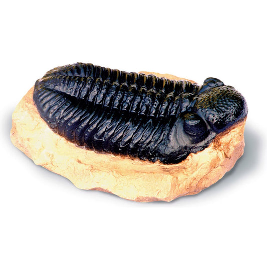 Trilobite Fossil Cast - Museum-Quality Paleontological Reproduction 6L