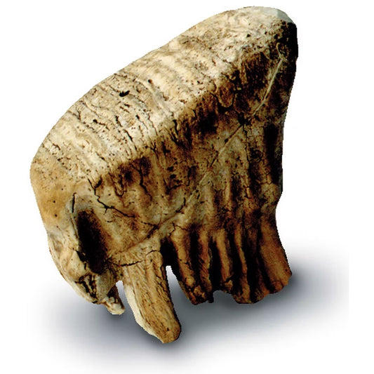 Woolly Mammoth Juvenile Molar Cast - Museum-Quality Paleontological Reproduction