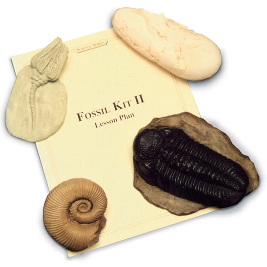 Fossil Cast Educational Kit II - Oviraptor Egg, Trilobite, Ammonite and Crinoid Museum Reproductions