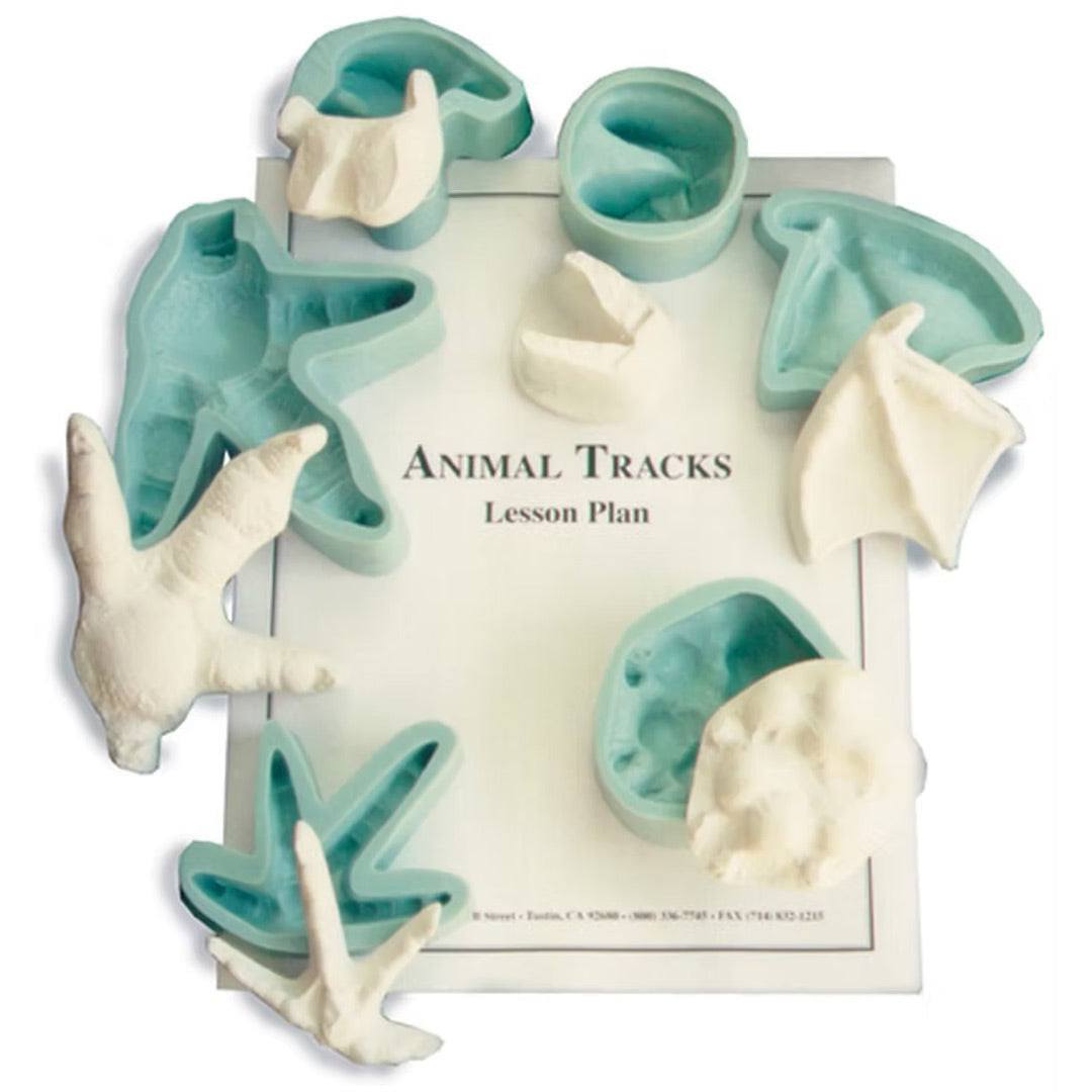 Animal Dentition Learning Kit - Tooth Cast Set for Science Education