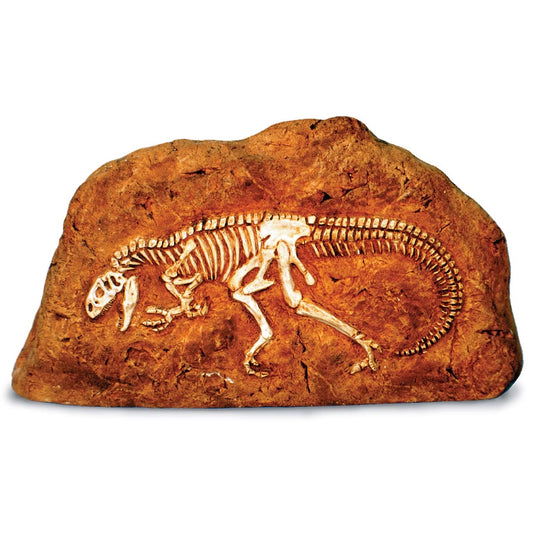 Allosaurus Fossil-in-Rock Cast | Museum-Quality Paleontological Reproduction 12L