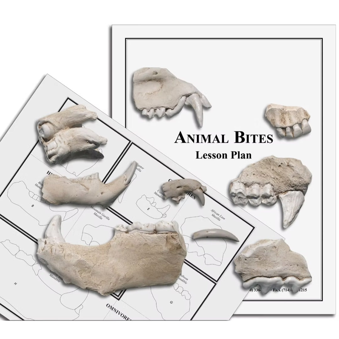 Fossil Cast Educational Kit I - Cave Bear Tooth, Trilobite, Ammonite, Smilodon Tooth, Dinosaur Claw and Crinoid