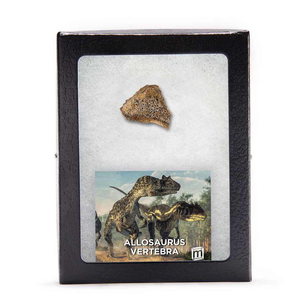 Allosaurus Vertebra Fragment - Authentic Morrison Formation Fossil Specimen - Medium