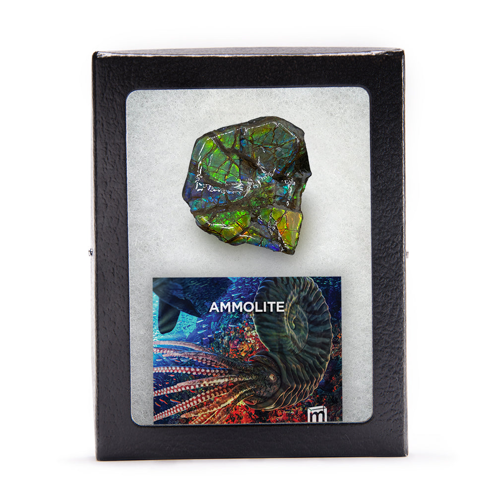 Rainbow Fossil Ammolite - Authentic Gem-Quality Ammonite Fragment