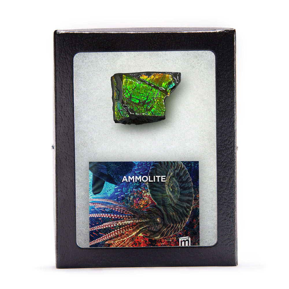 Rainbow Fossil Ammolite - Authentic Gem-Quality Ammonite Fragment