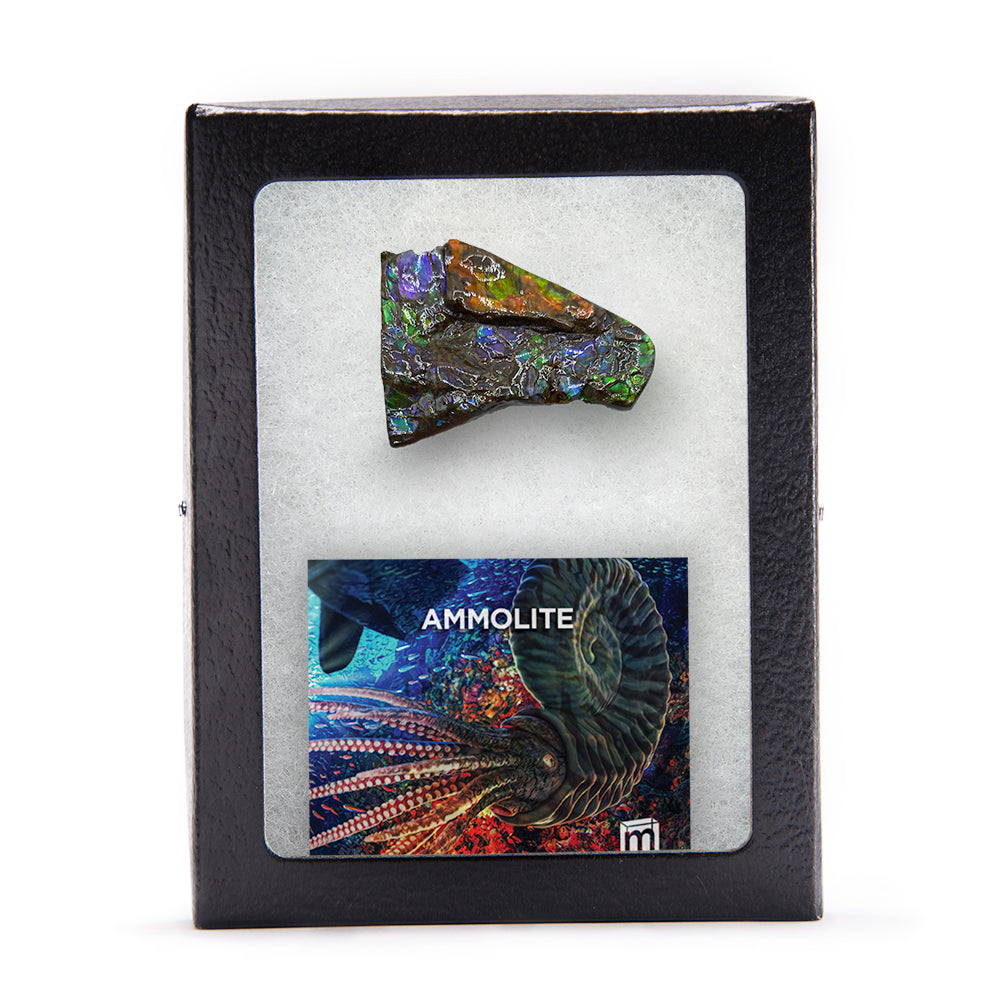 Rainbow Fossil Ammolite - Authentic Gem-Quality Ammonite Fragment