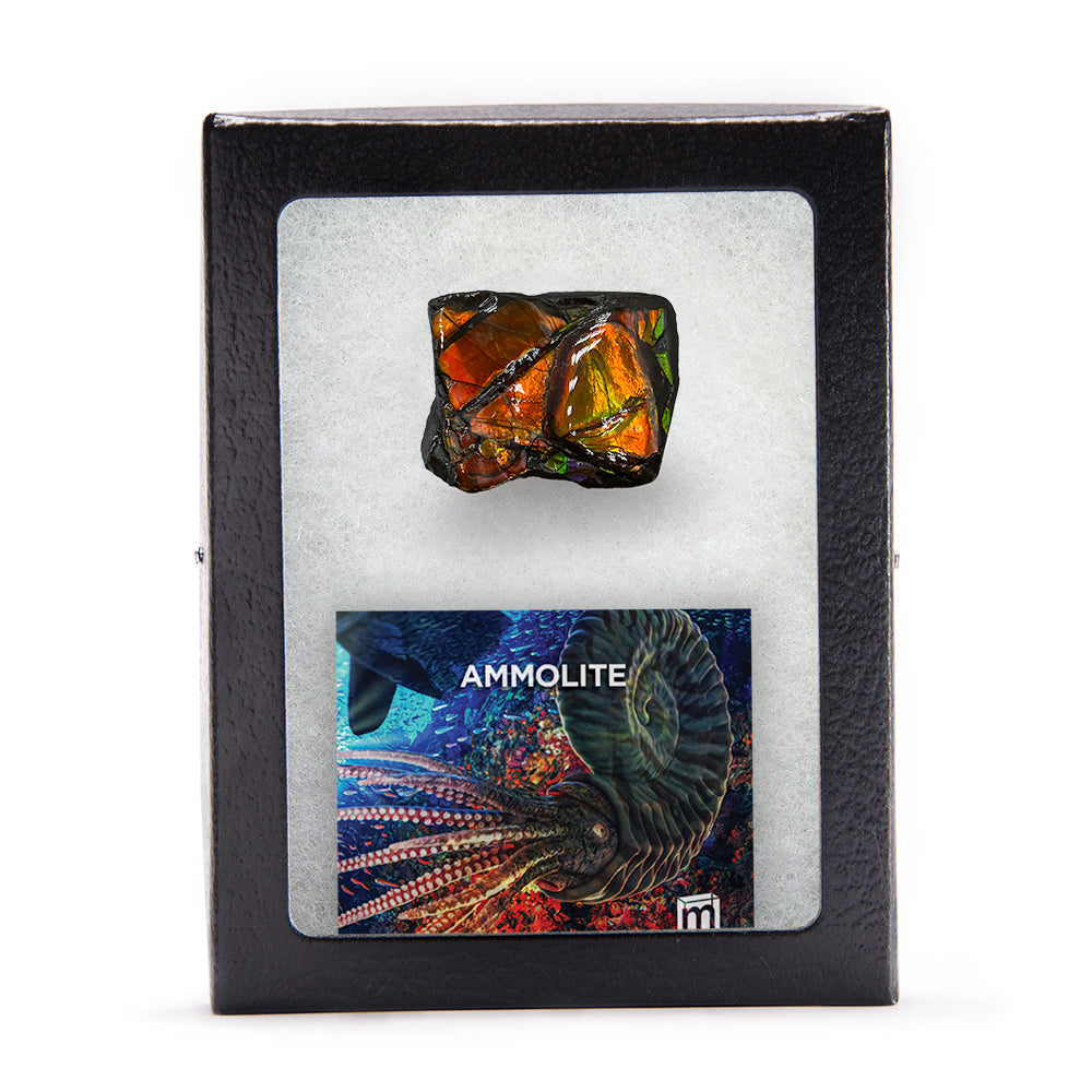 Rainbow Fossil Ammolite - Authentic Gem-Quality Ammonite Fragment