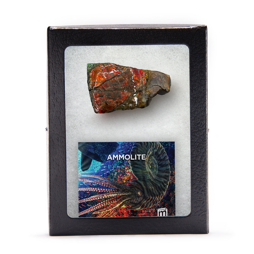 Rainbow Fossil Ammolite - Authentic Gem-Quality Ammonite Fragment