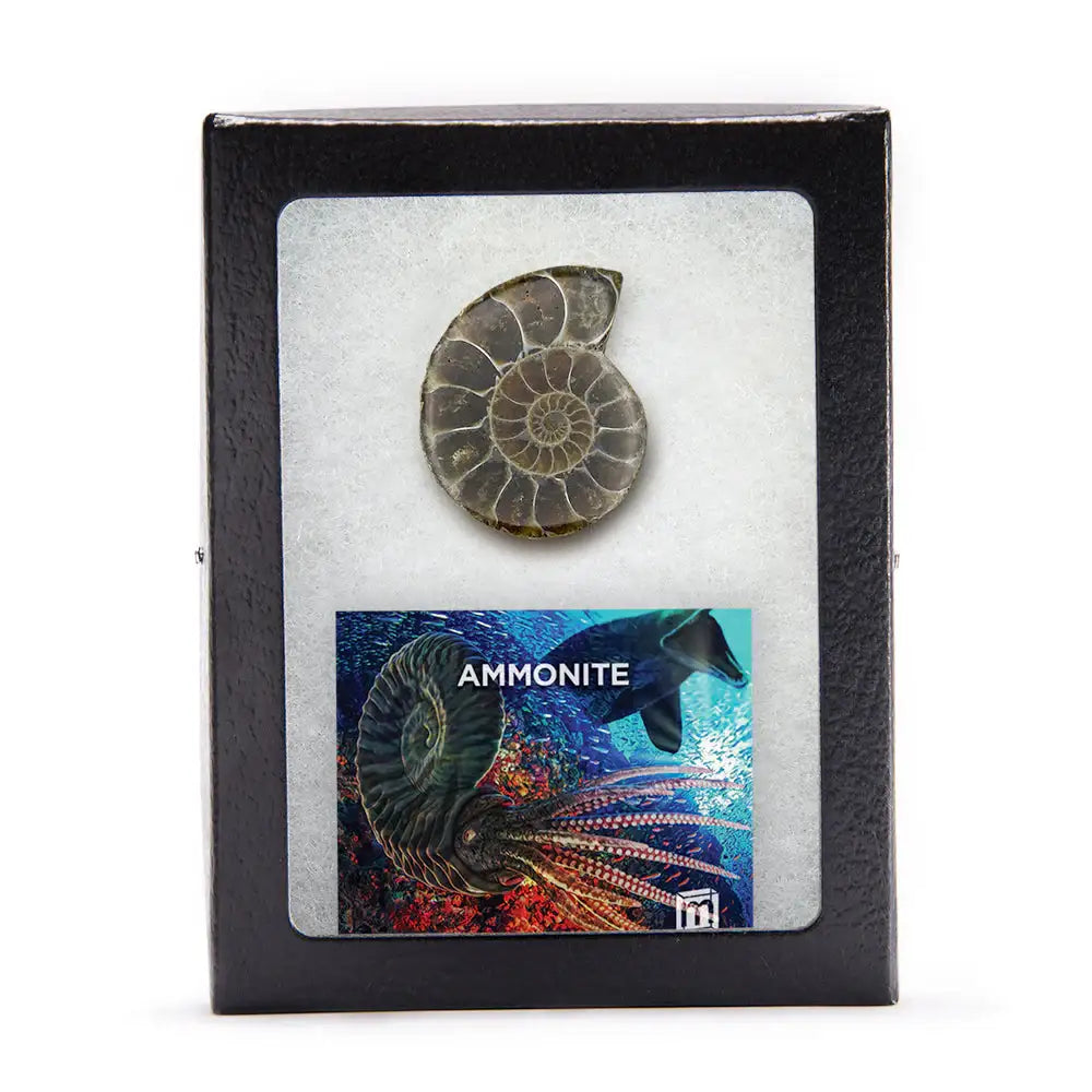 Ammonite Split Fossil - Authentic Ancient Cephalopod Specimen
