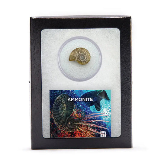 Ammonite Split Fossil - Authentic Ancient Cephalopod Specimen