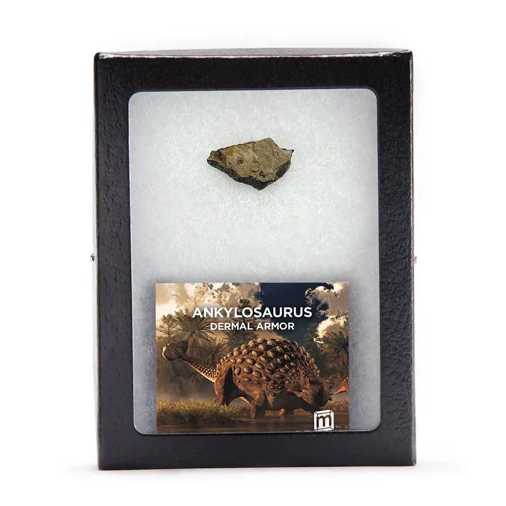 Ankylosaurus Dermal Armor Scute Fragment - Authentic Hell Creek Fossil Specimen
