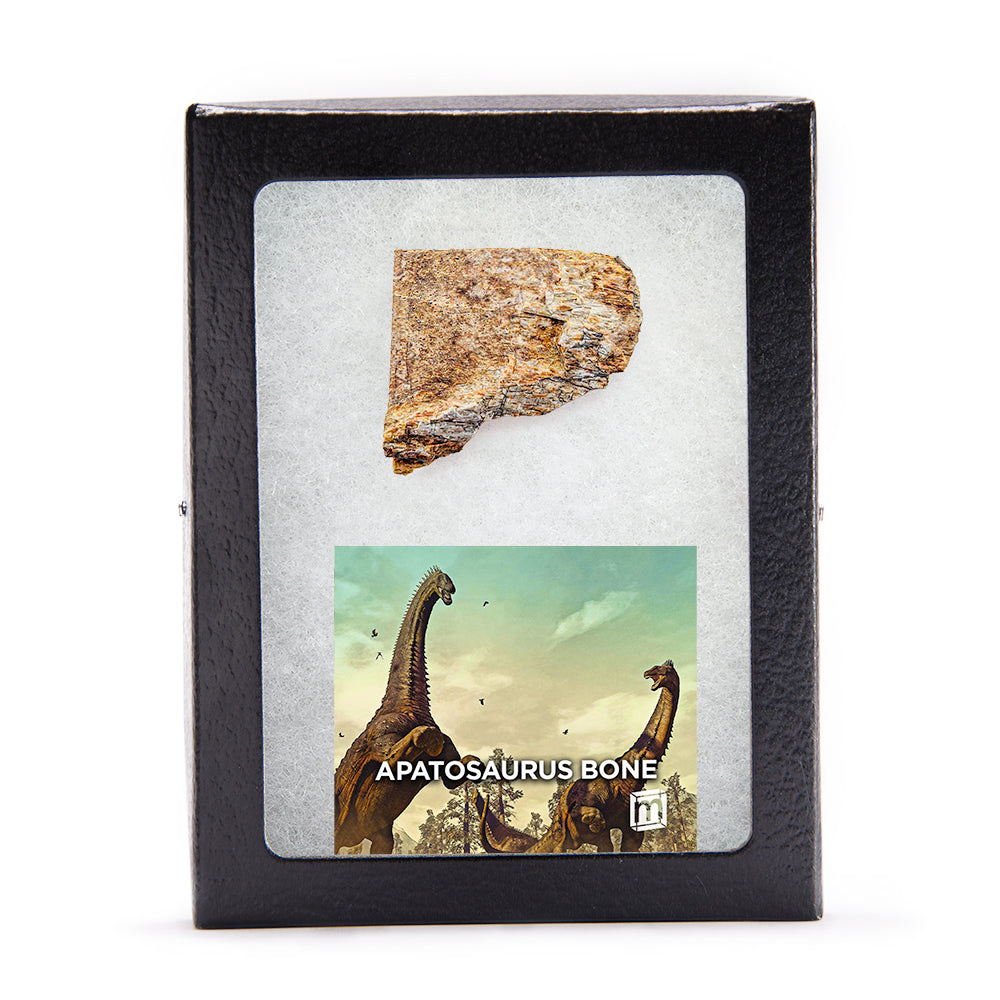 Apatosaurus Bone Fragment - Authentic Morrison Formation Fossil Specimen
