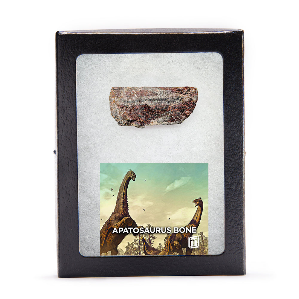 Apatosaurus Bone Fragment - Authentic Morrison Formation Fossil Specimen
