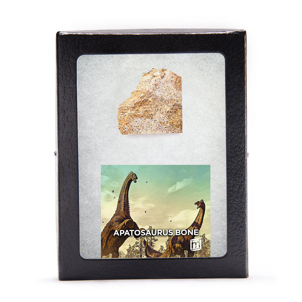 Apatosaurus Bone Fragment - Authentic Morrison Formation Fossil Specimen