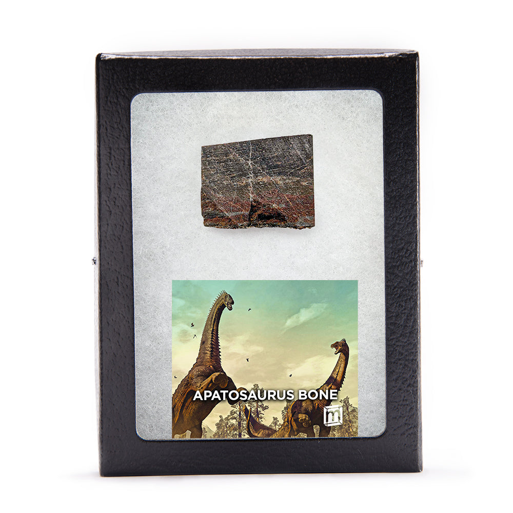 Apatosaurus Bone Fragment - Authentic Morrison Formation Fossil Specimen