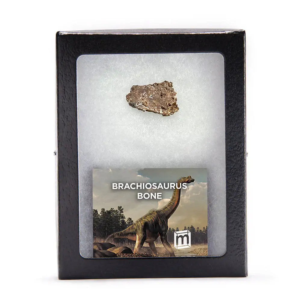 Brachiosaurus Femur Bone Fragment - Authentic Morrison Formation Fossil Specimen