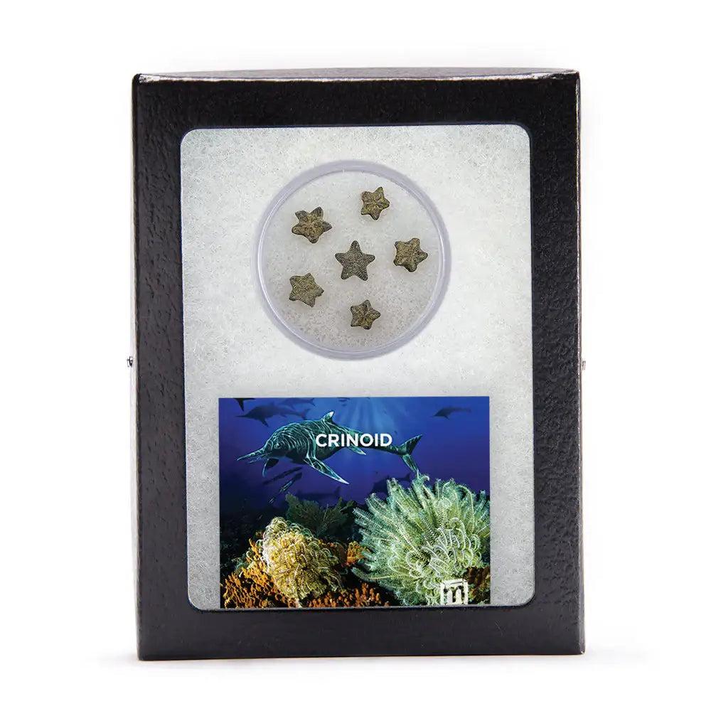 Crinoid Feather Star Columnal Segments - Authentic 541-Million-Year Echinoderm Fossil