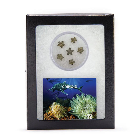 Crinoid Feather Star Columnal Segments - Authentic 541-Million-Year Echinoderm Fossil