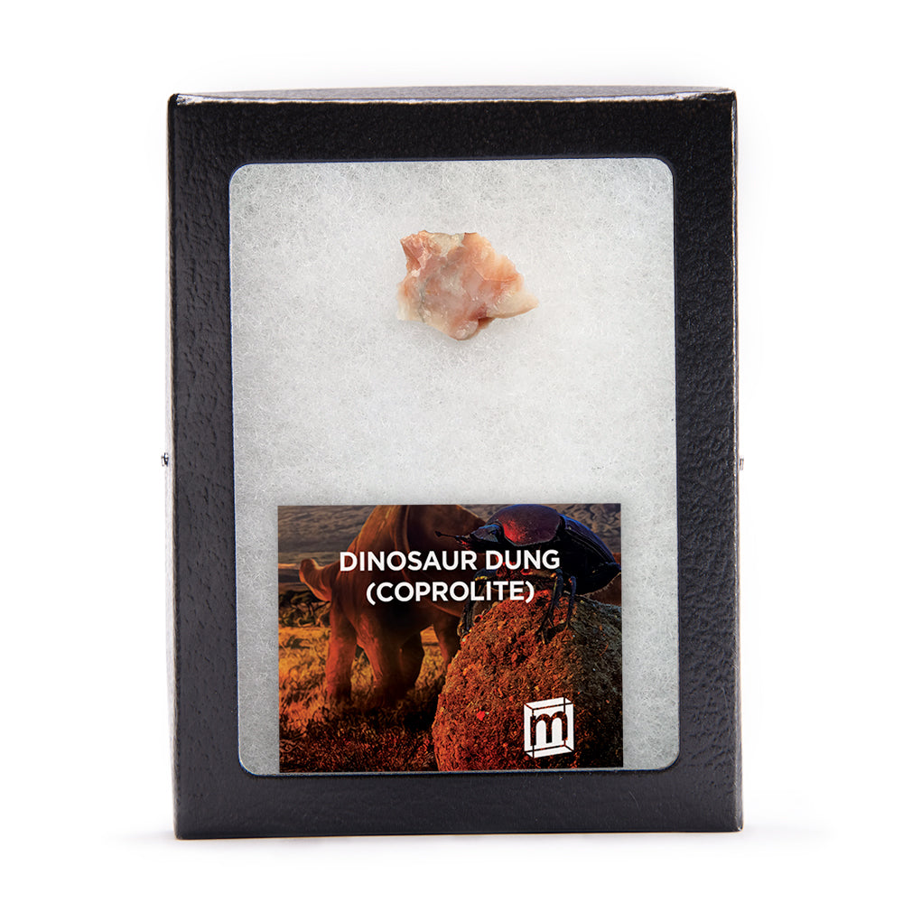 Dinosaur Dung Coprolite Fragment - Authentic Morrison Formation Fossil Specimen - Large
