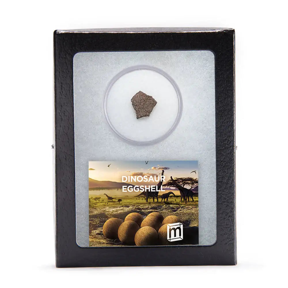 Hypselosaurus Dinosaur Eggshell Fragment - Authentic Fossil Specimen