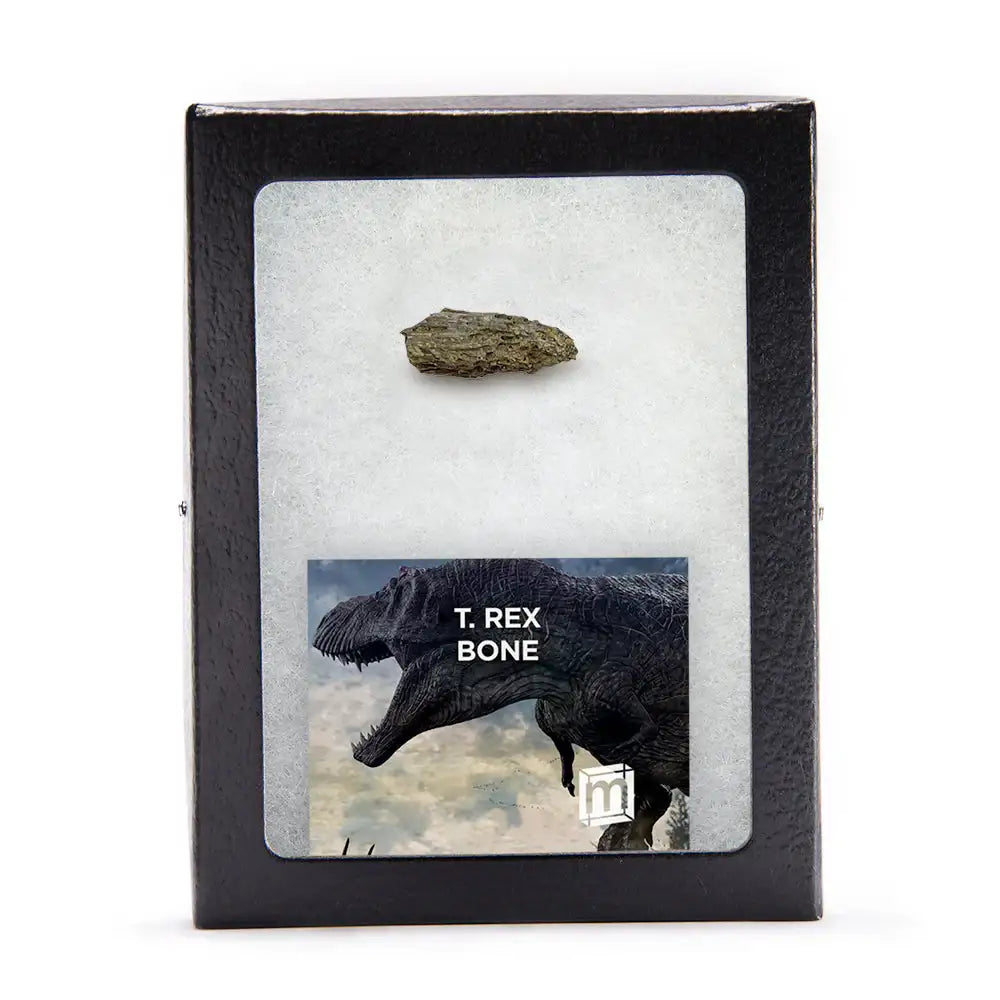 Tyrannosaurus Rex Bone - Authentic Hell Creek Fossil Specimen