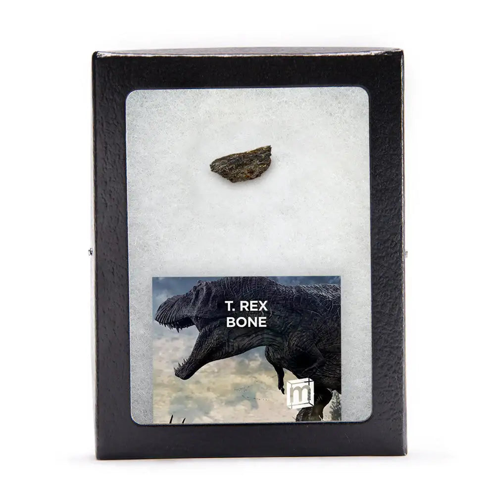 Fossilized T. Rex bone in a display case with educational graphic and brand logo.