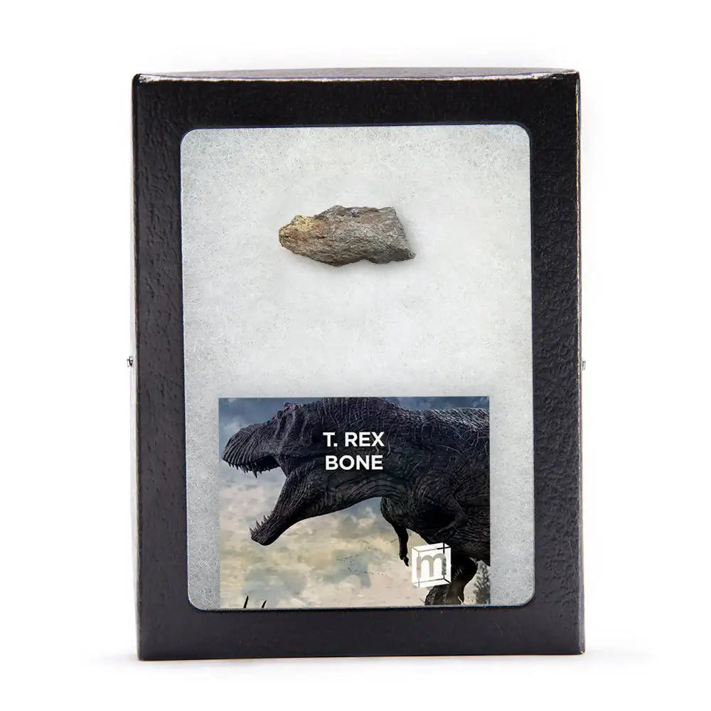 Fossilized T. Rex bone in a display case with educational graphic and brand logo.