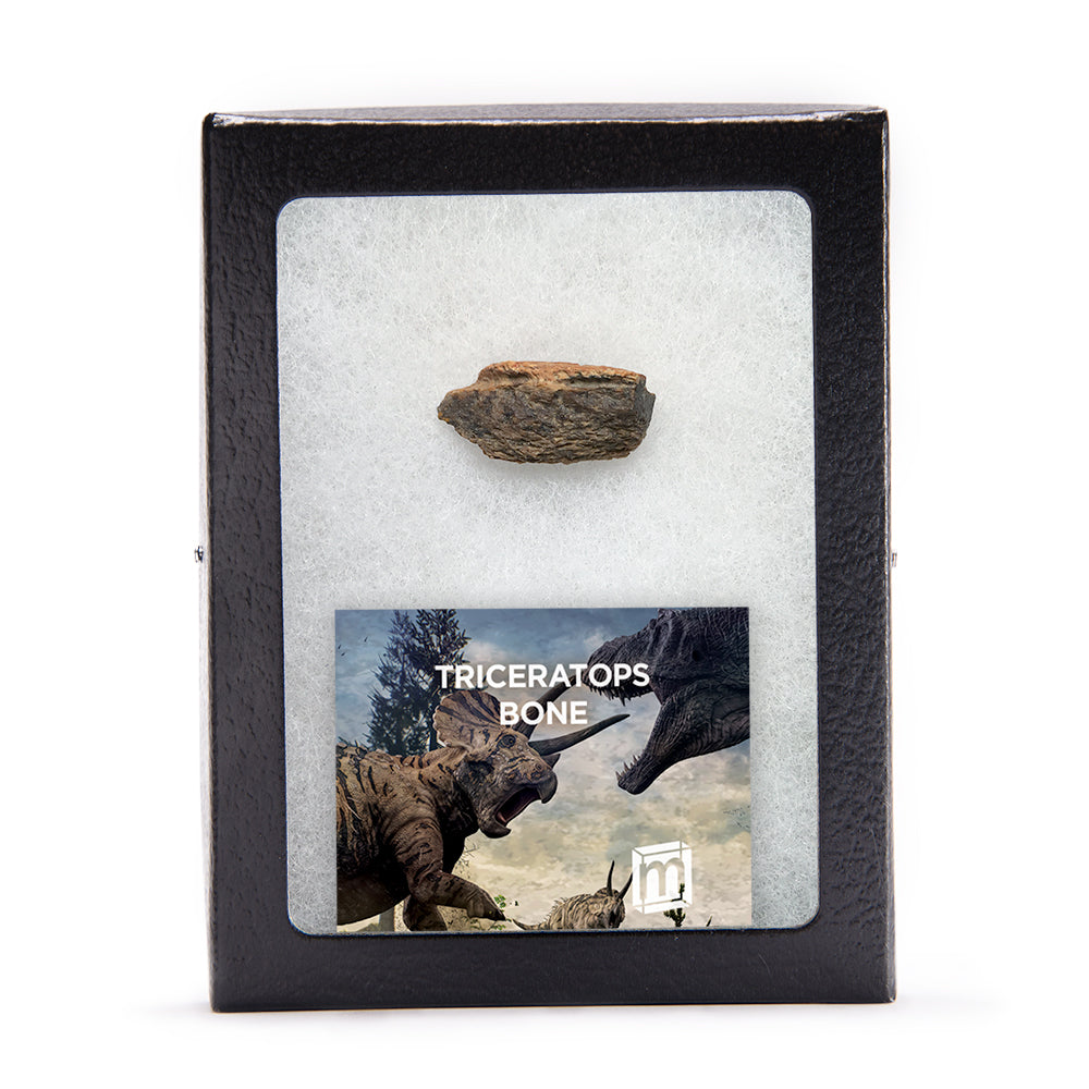 Triceratops Bone - Authentic Hell Creek Fossil Specimen