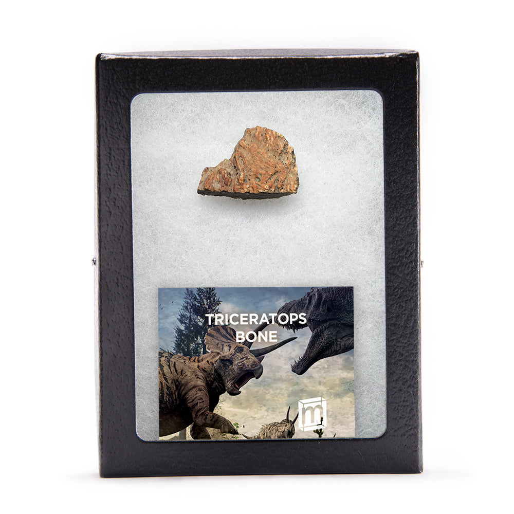 Triceratops Bone - Authentic Hell Creek Fossil Specimen