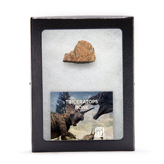 Triceratops Bone - Authentic Hell Creek Fossil Specimen