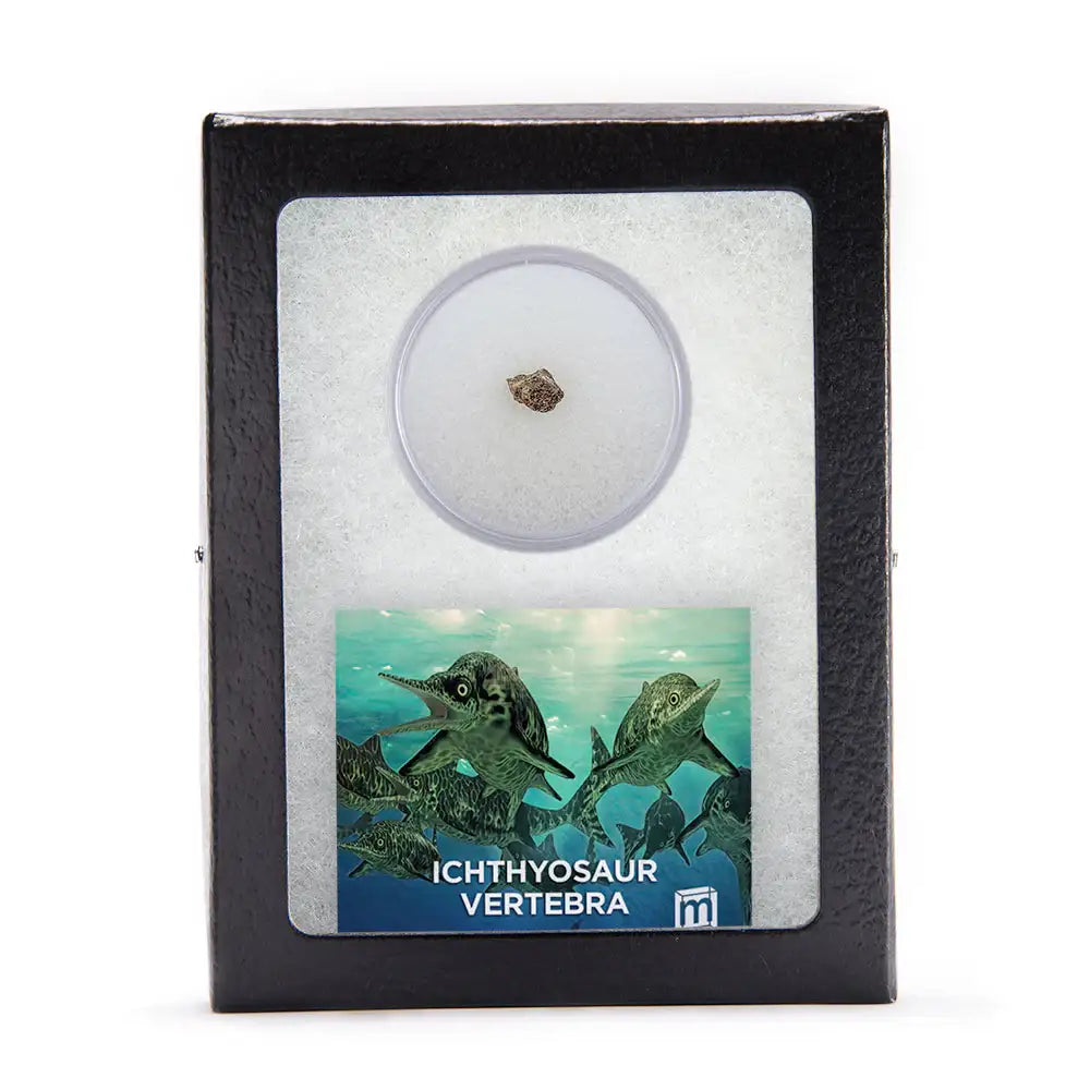 Ichthyosaur Vertebra Fossil - Authentic Jurassic UK Specimen - Whole