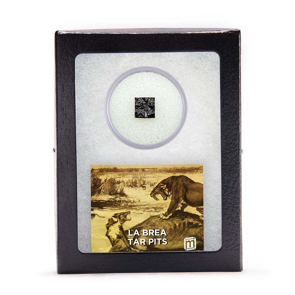 La Brea Tar Pit Specimen - Authentic Pleistocene Asphalt Fossil Fragment