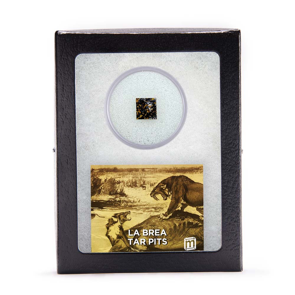 La Brea Tar Pit Specimen - Authentic Pleistocene Asphalt Fossil Fragment