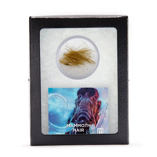 Woolly Mammoth Hair - Authentic 19,551-Year-Old Pleistocene Specimen