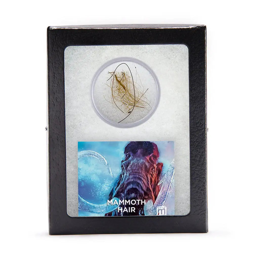 Woolly Mammoth Hair - Authentic 19,551-Year-Old Pleistocene Specimen