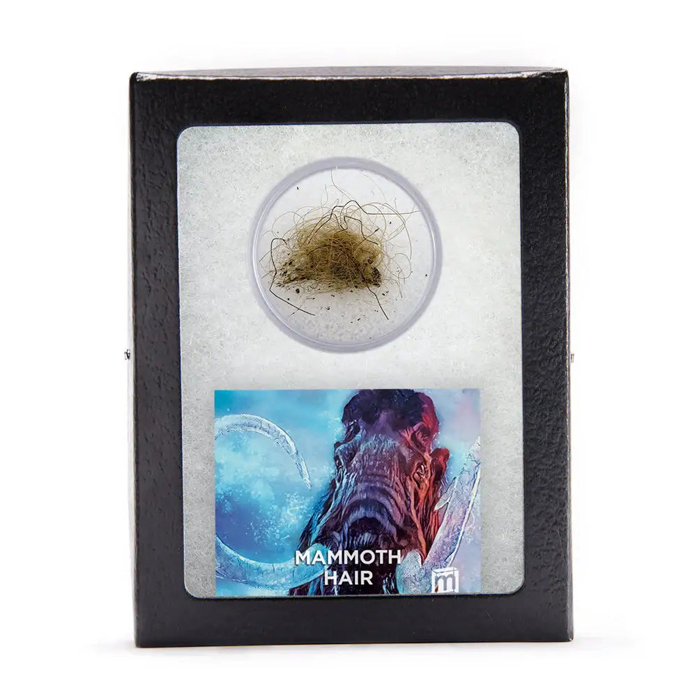 Woolly Mammoth Hair - Authentic 19,551-Year-Old Pleistocene Specimen