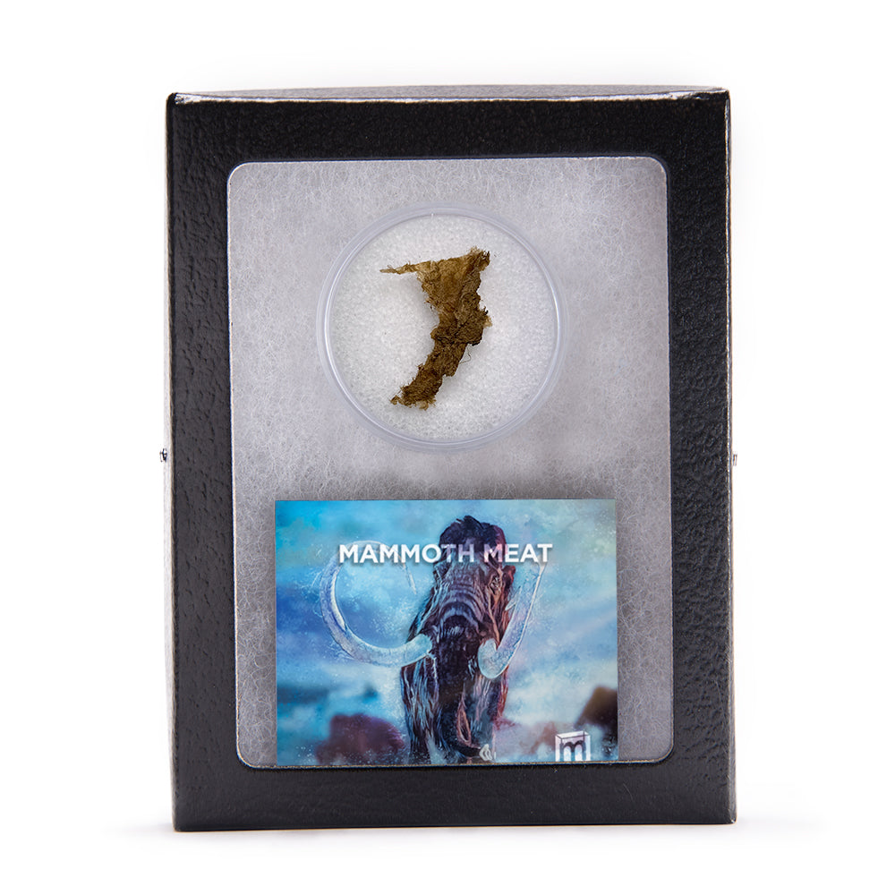 Mammoth Meat Authentic Artifact in Riker Case