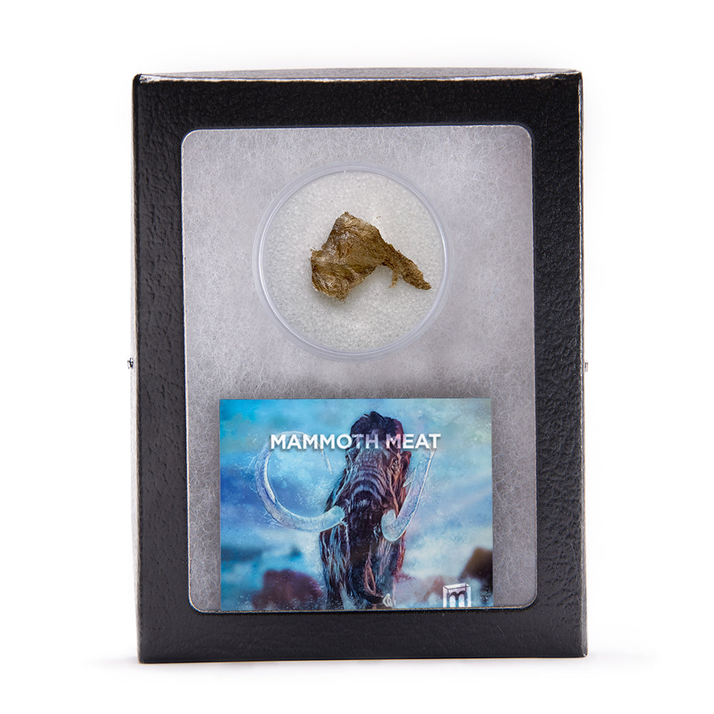 Mammoth Meat Authentic Artifact in Riker Case