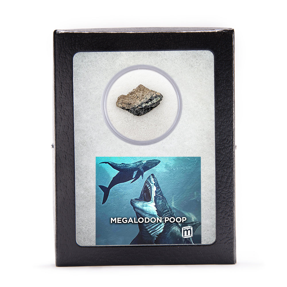 Megalodon Coprolite - Authentic Fossil Shark Poop Specimen - Large