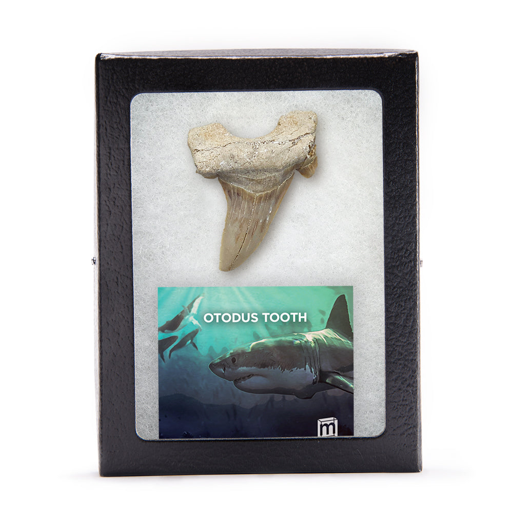 Otodus Fossil Tooth - Authentic First Megatooth Shark Specimen - Large 2.6 in to 3 in