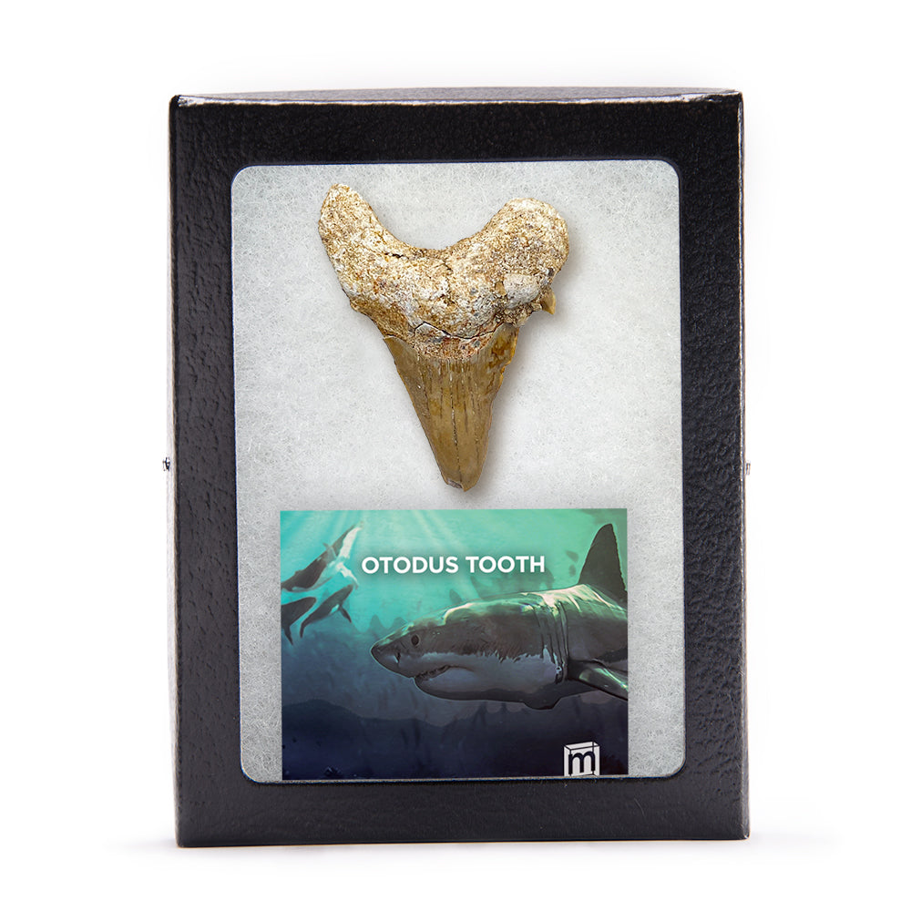 Otodus Fossil Tooth - Authentic First Megatooth Shark Specimen - Large 2.6 in to 3 in