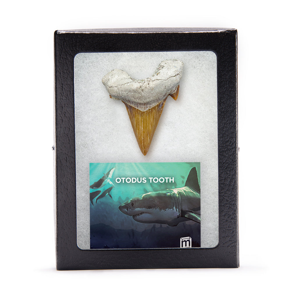 Otodus Fossil Tooth - Authentic First Megatooth Shark Specimen - Large 2.6 in to 3 in