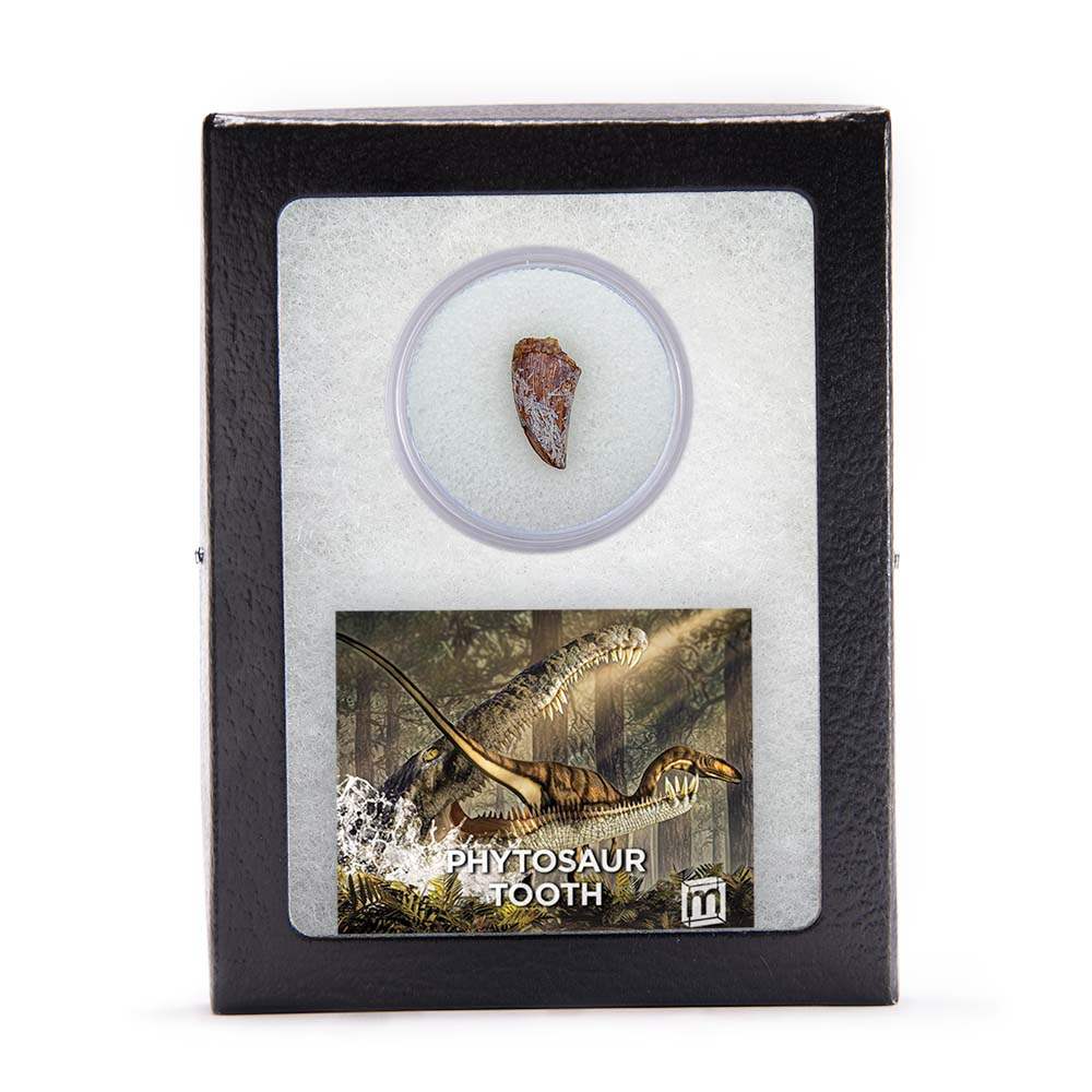 Phytosaur Tooth - Authentic Mesozoic Fossil Specimen - Medium